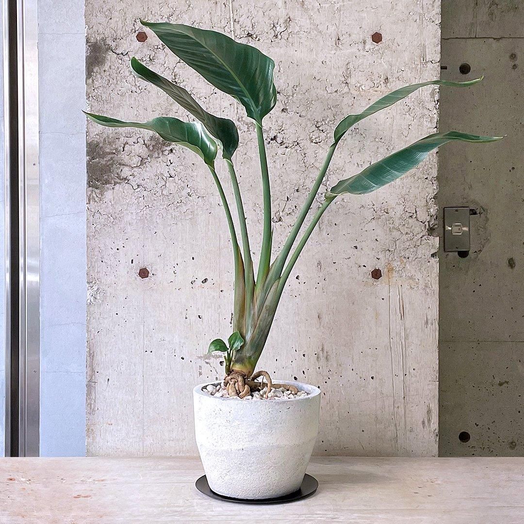 ストレリチア オーガスタ 楽天市場】観葉植物 ストレリチア オーガスタ デザイン鉢 大型