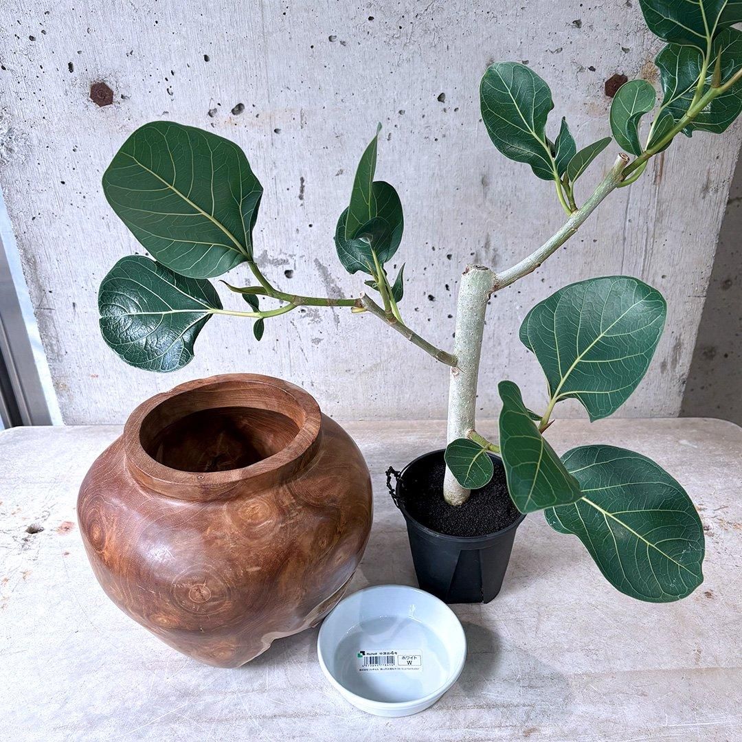 フィカス クリシュナ WO - TRANSHIP