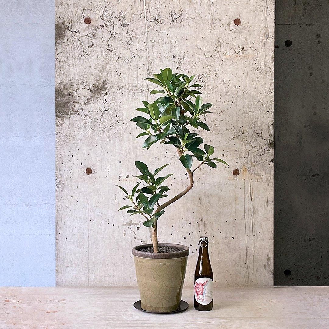 フィカス　ルビキノーサ 250425 5 184879218_o6.jpg?