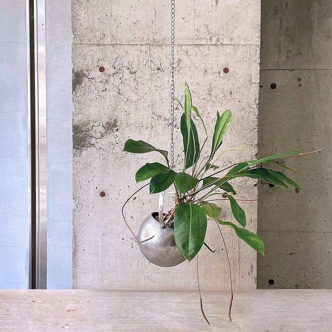 アンスリウム グラシール 5号鉢 アンスリウム：グラシール 5号硬質ポット の通販 | 園芸ネット