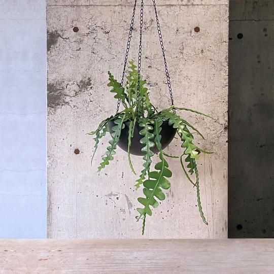 フィカス ジン 螺旋 曲がり 斑入り 実生 インテリア 観葉植物