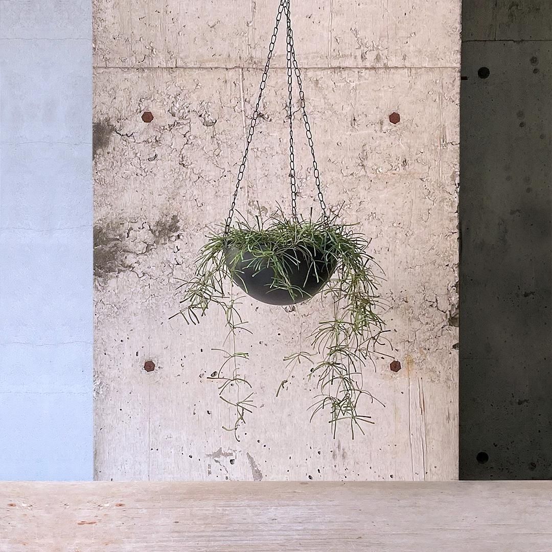 HOYA レツーサ　 250808 13 HOYA レツーサ 250808 13 - メルカリ