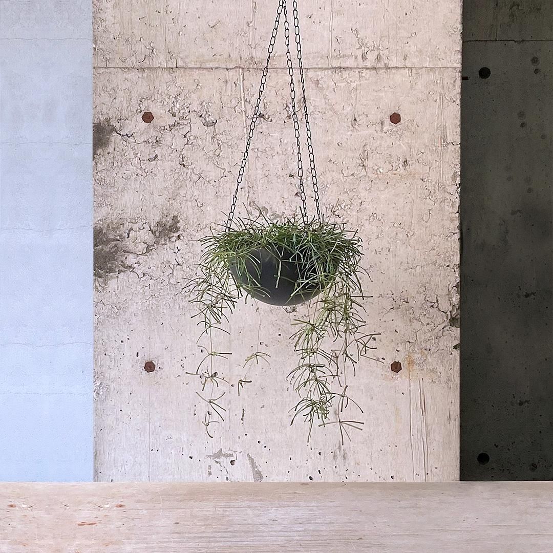 HOYA レツーサ　 250808 13 HOYA レツーサ 250808 13 - メルカリ