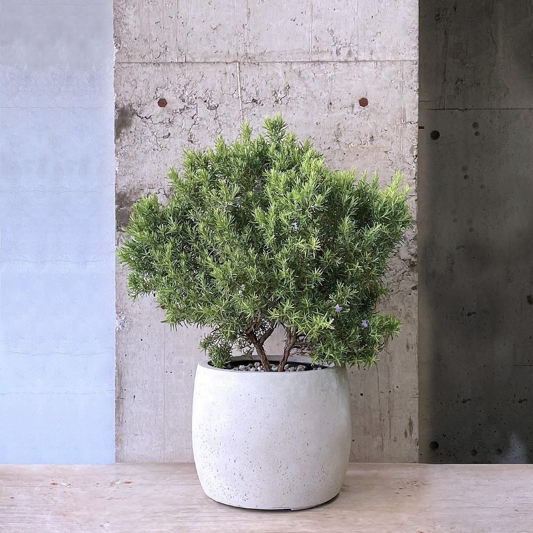 ローズマリー Rosemary, Rosy*Pro* – William Dam Seeds