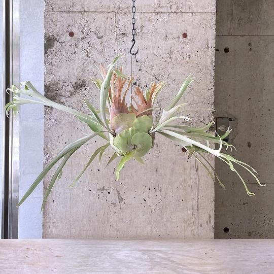 モンステラ - TRANSHIP モンステラ - TRANSHIP