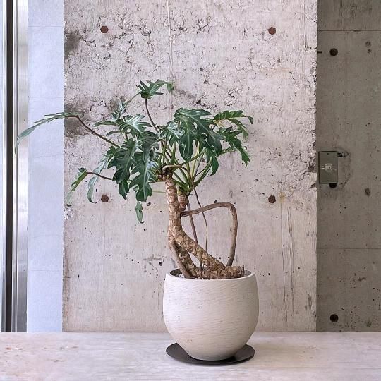 観葉植物(大鉢)の通販はTRANSHIP 観葉植物(大鉢)の通販はTRANSHIP