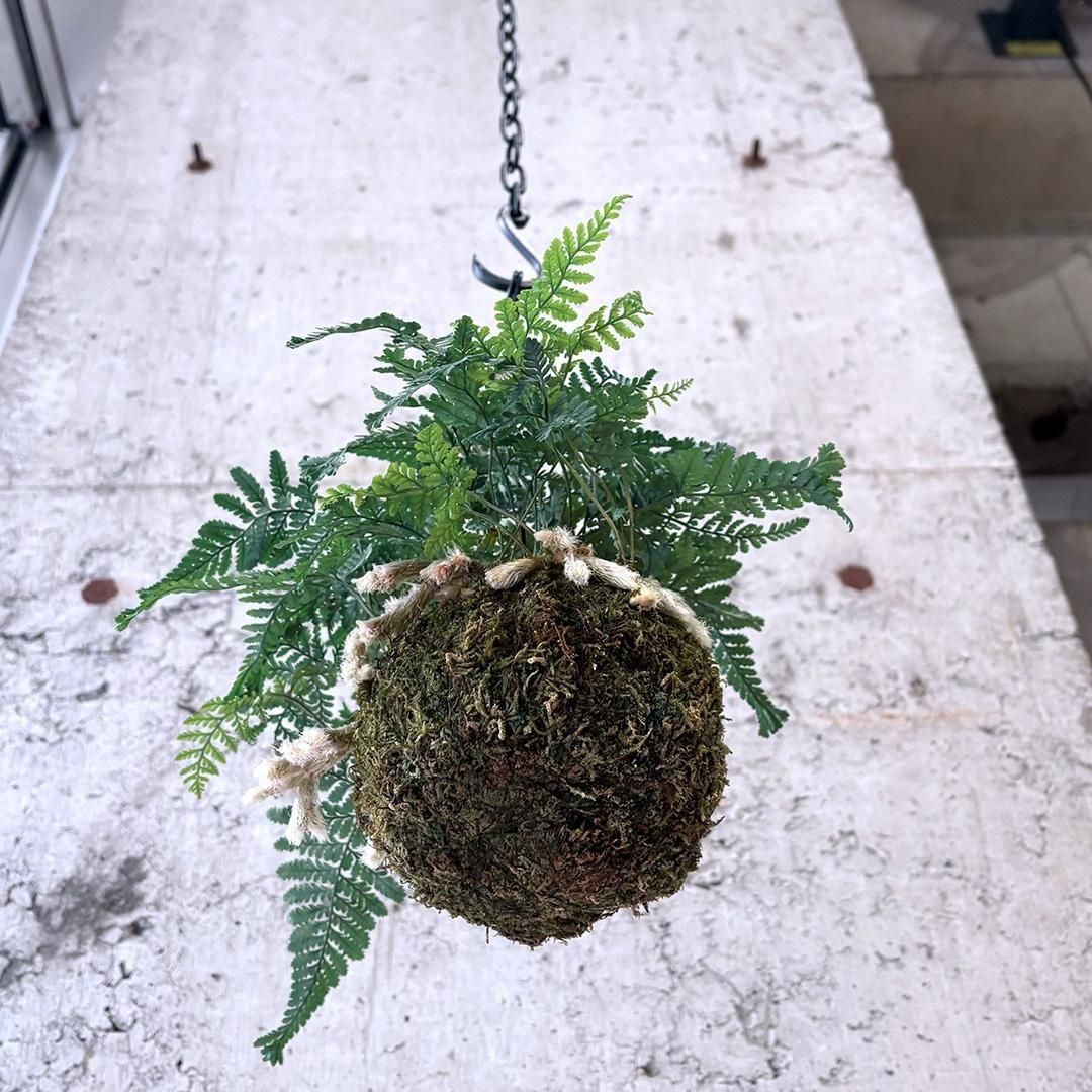 石化トキワシノブ 苔玉 チェーン付き - TRANSHIP