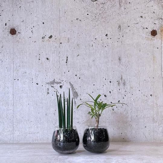 観葉植物(中鉢)の通販はTRANSHIP 観葉植物(中鉢)の通販はTRANSHIP