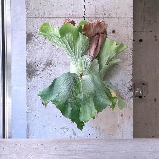 [ãꥢ]ӥޥꥢ  