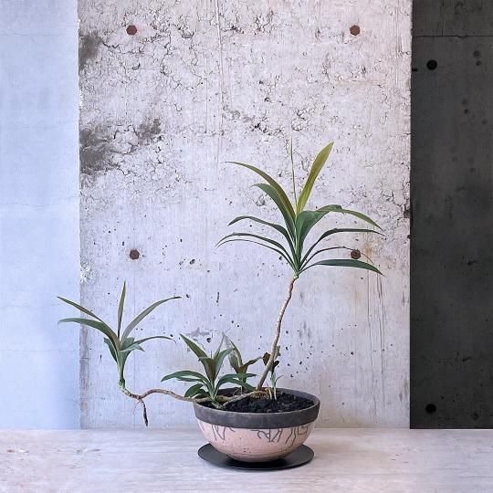 スパティフィラム センセーション バリエガータ | PLANTS SHOP OLIVE