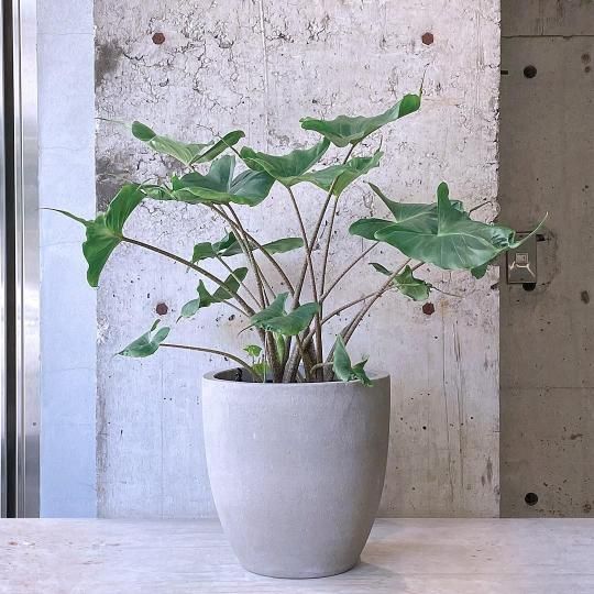 アロカシア スティンググレイ オーレア アロカシア スティング