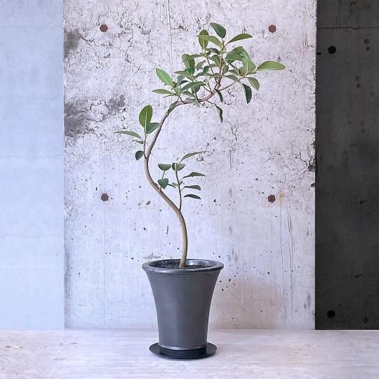 フィカス　ルビキノーサ 250425 5 フィカス ルビギノーサ(フィカス) 【観葉植物 5号／1個売り