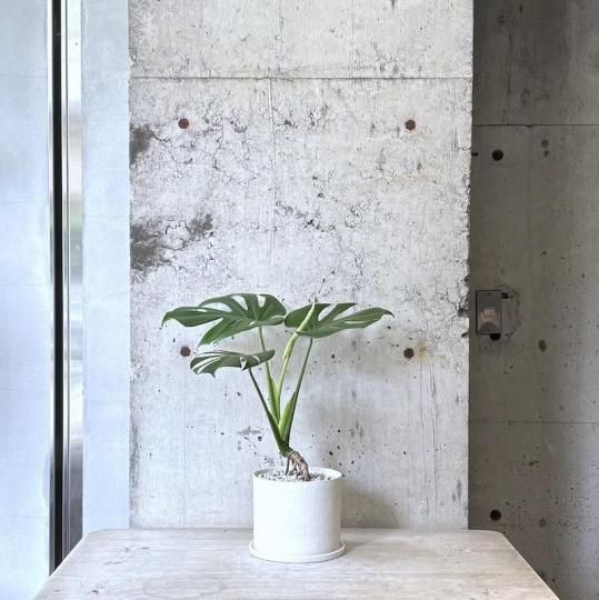 うんべらーた Amazon｜観葉植物 本物 選べる観葉植物 6号鉢 (フィカス