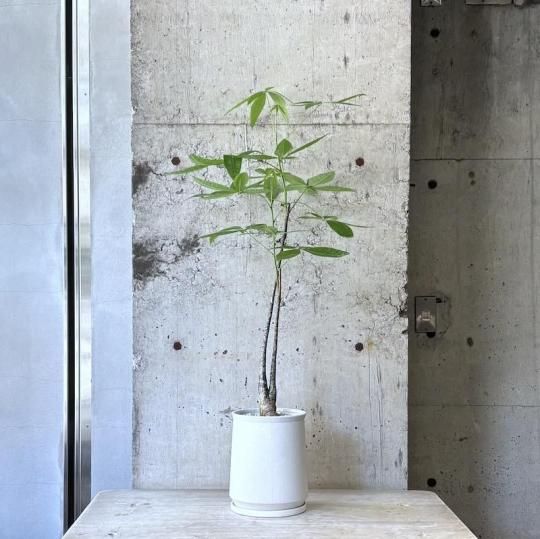 【本物　美株　B株】アグラオネマ　カーティシー　今週は毎日発送可能 カーティシー＞Aglaonema Nitidum “Curtisii” UND220408 – undried