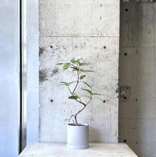 観葉植物（中鉢）の通販はTRANSHIP