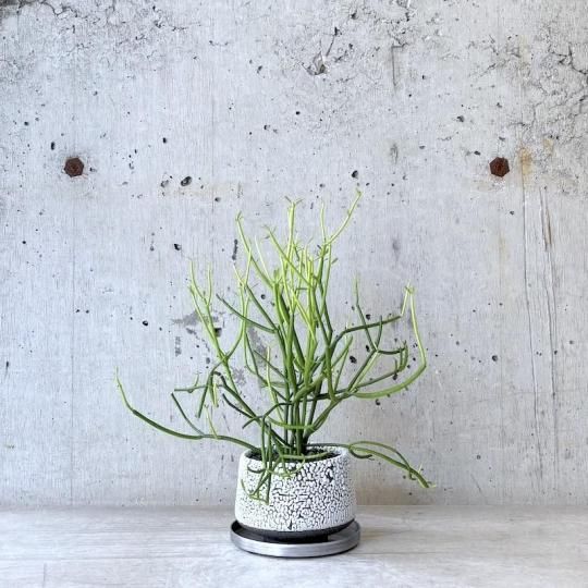  桼եӥߥ륯֥å塡ե䡼ƥåMATCHA POT WH