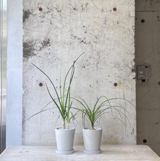 フィカス ジャワゴム フィカスドゥルパセア 観葉植物 フィカス