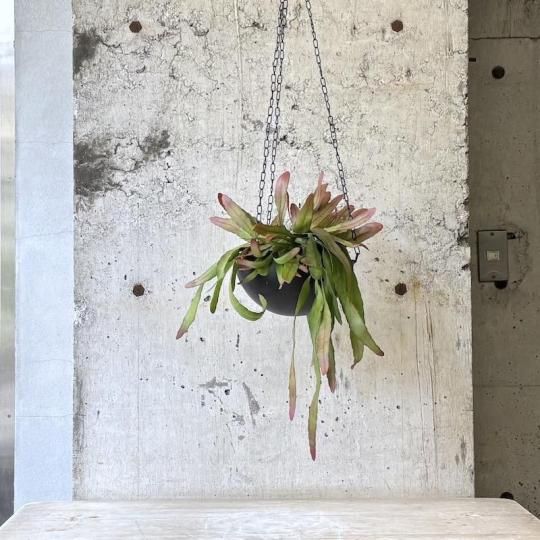 Tom チランジア アルビダ ミノール クランプ エアプランツ チランジア アルビダ ミノール クランプ 約15cm エアプランツ