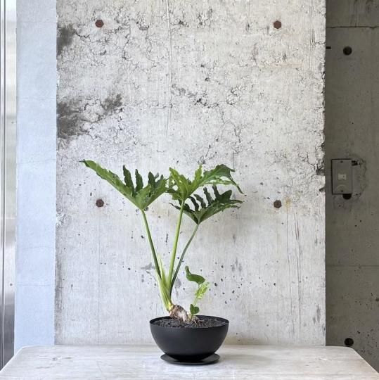 Tom チランジア アルビダ ミノール クランプ エアプランツ チランジア アルビダ ミノール クランプ 約15cm エアプランツ