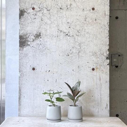 フィカス - TRANSHIP