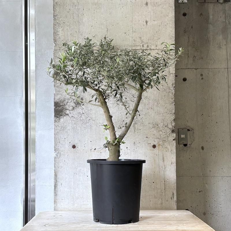 組紐　高台　オリーブママ 188308387.jpg?cmsp_timestamp=