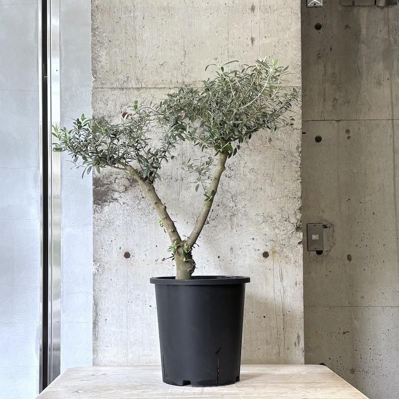 逸品。仕立てオリーブ セントキャサリン1.6M(鉢底から) 逸品。仕立てオリーブ セントキャサリン1.6M(鉢底から) - メルカリ