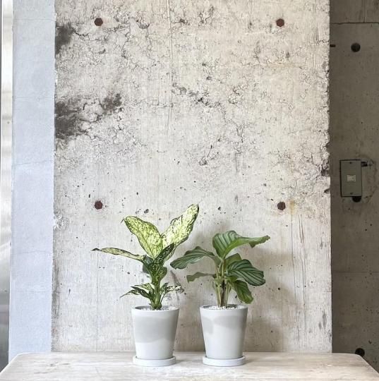 フィカス ジャワゴム　フィカスドゥルパセア　観葉植物 フィカス ジャワゴム フィカスドゥルパセア 観葉植物