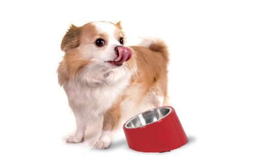 spb ポップボウル プラッツの通販 ペット用品 Com spb ポップボウル プラッツの通販 ペット用品 Com