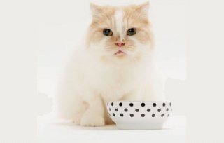 猫壱/ハッピーダイニングフードボウル　水玉　食器