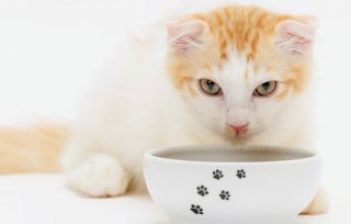 猫壱/ハッピーダイニングフードボウル　猫柄　食器