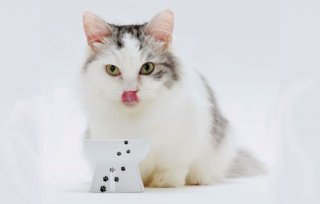 猫壱/ハッピー　おやつ皿　猫柄　食器