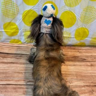 <img class='new_mark_img1' src='https://img.shop-pro.jp/img/new/icons13.gif' style='border:none;display:inline;margin:0px;padding:0px;width:auto;' />Ф򤯤ޤݥݥݡ˹ 