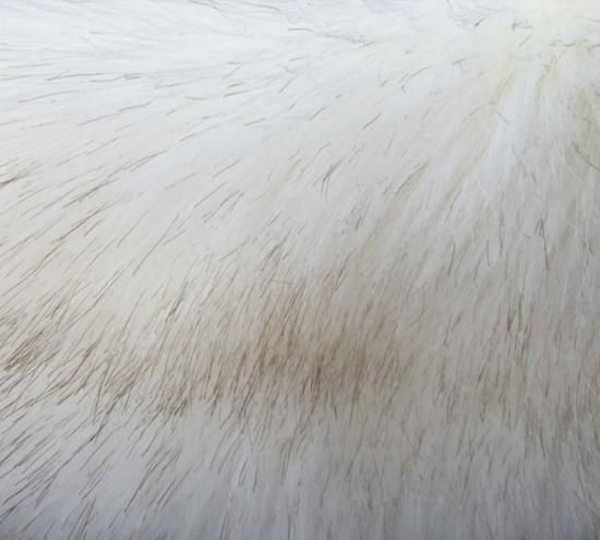 ڹ񥢥㥱åȤΥեȡե٥