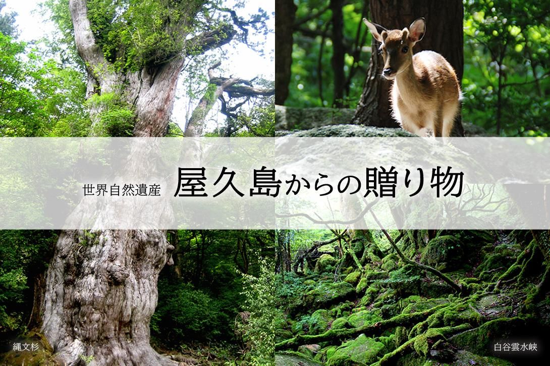 楽天市場】【予約完売しました】屋久島たんかん家庭用（10kg