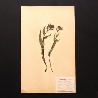 ƥ   ʪɸ 1928ǯ ե
