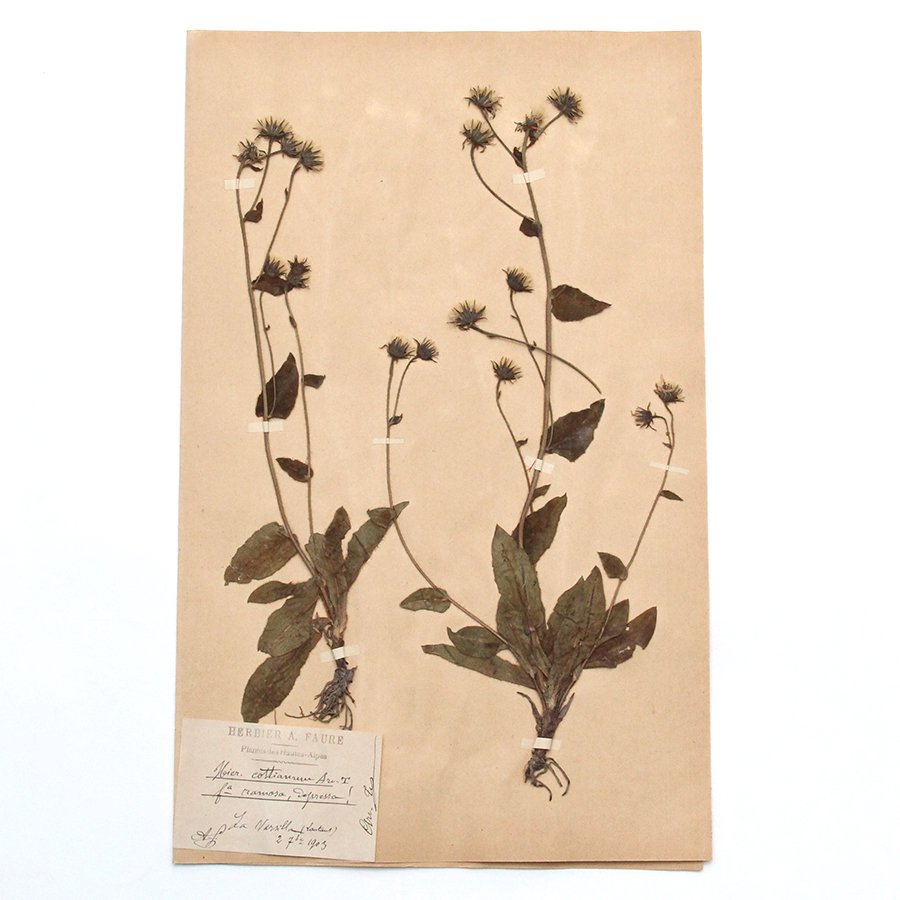 アンティーク 押し花 ボタニカルアート 1900年代 イギリス - GENERAL 