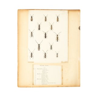 ヴィンテージ 昆虫 標本 図鑑 アート PLATE112/113