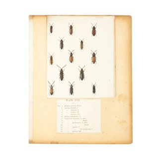 ヴィンテージ 昆虫 標本 図鑑 アート PLATE108/109