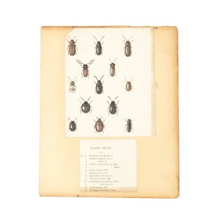 ヴィンテージ 昆虫 標本 図鑑 アート PLATE118/119