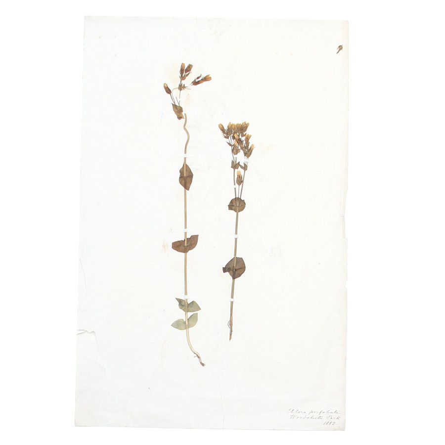 フランス アンティーク 押し花 植物標本を飾る | GENERAL SUPPLY 