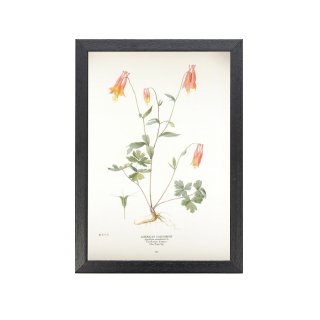 1924年代 アメリカ アンティーク ボタニカル アート 植物画 桃の花 
