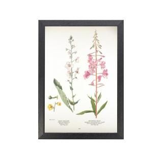 1924年代 アメリカ アンティーク ボタニカル アート 植物画 1924年代 アメリカ アンティーク ボタニカル アート 植物画