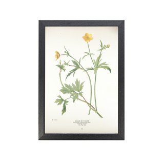 1924ǯ ꥫ ƥ ܥ˥  ʪ Ranunculus septentrionalis ե졼ॻå