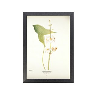 1924ǯ ꥫ ƥ ܥ˥  ʪ Sagittaria latifolia ե졼ॻå