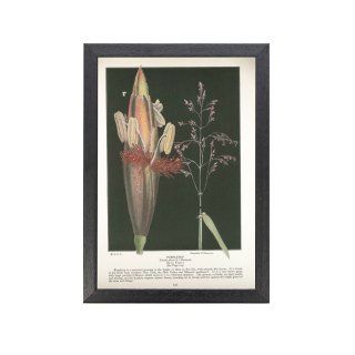 1924年代 アメリカ ヴィンテージ ボタニカル アート 植物画 カモガヤ 