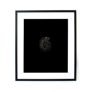  ammonite  ̿ ե졼ॻå