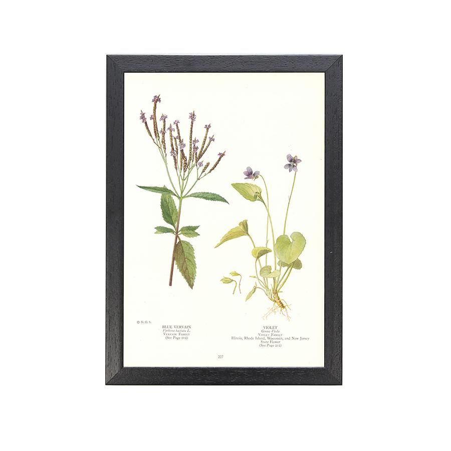 1924年代 アメリカ アンティーク ボタニカル アート 植物画 ブルーバーベイン スミレ フレームセット General Supply 1924年代 アメリカ アンティーク ボタニカル アート 植物画 ブルーバーベイン スミレ フレームセット General Supply