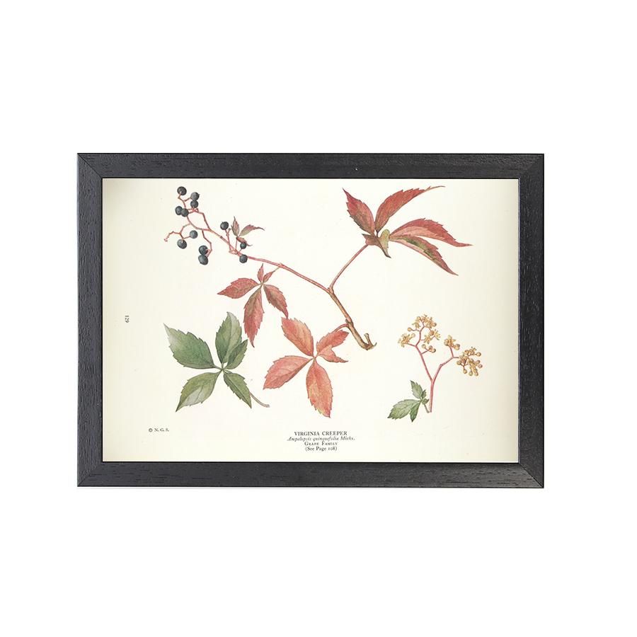 1924年代 アメリカ アンティーク ボタニカル アート 植物画