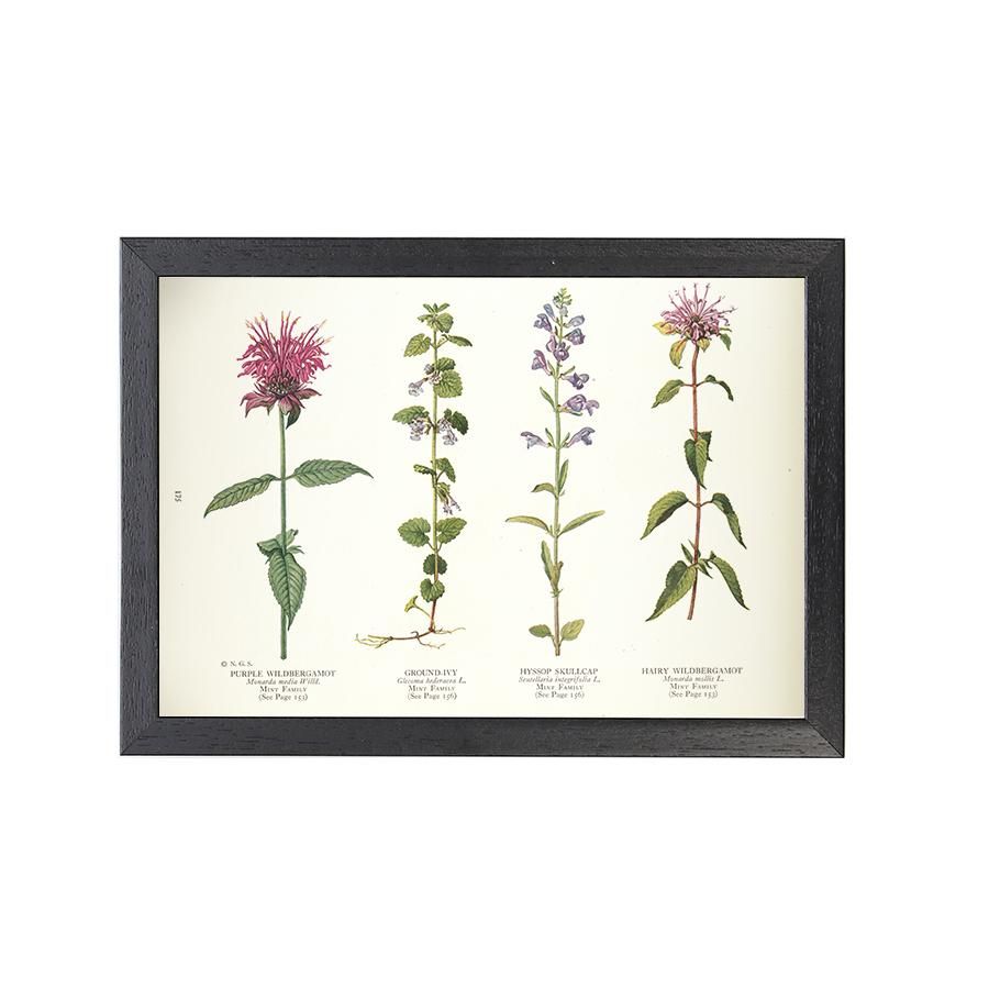 1924年代 アメリカ アンティーク ボタニカル アート 植物画 1924年代 アメリカ アンティーク ボタニカル アート 植物画