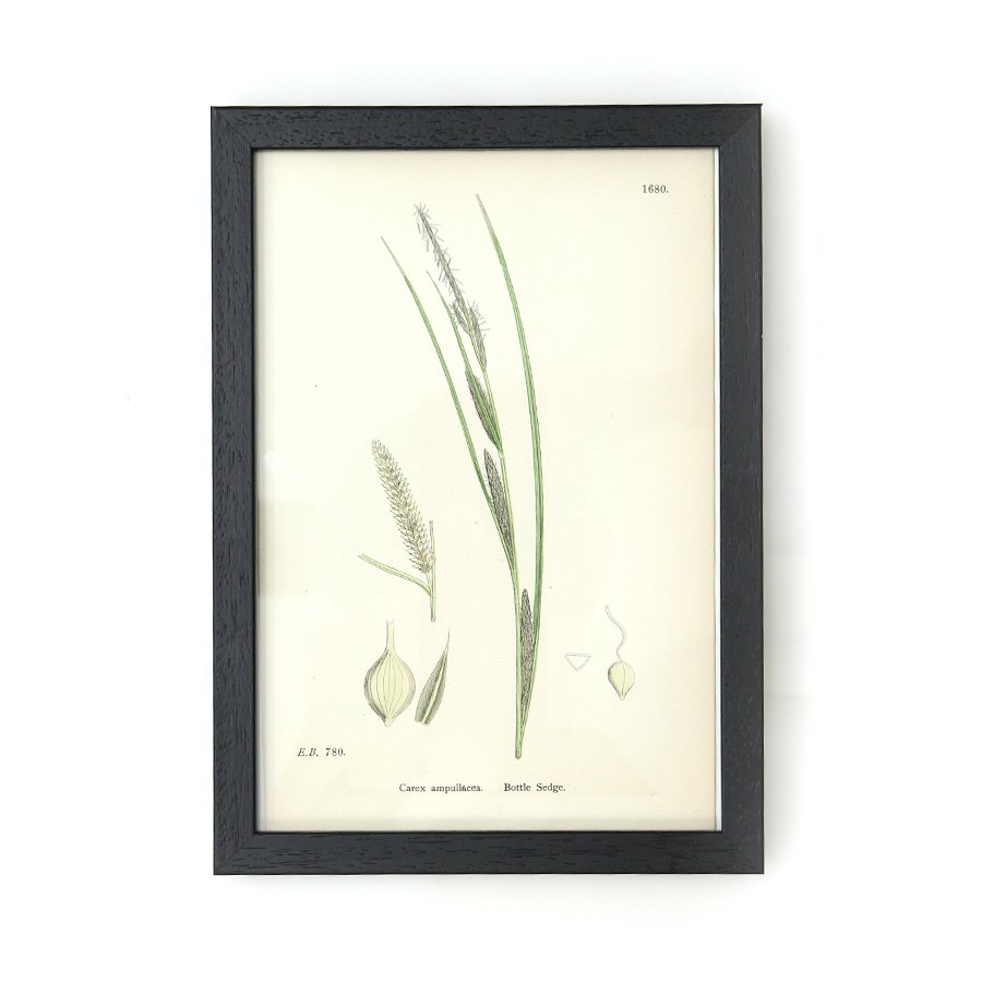 1900年代 フランス アンティーク ボタニカル アート 植物画 カラフトカサスゲ フレームセット│ GENERAL SUPPLY